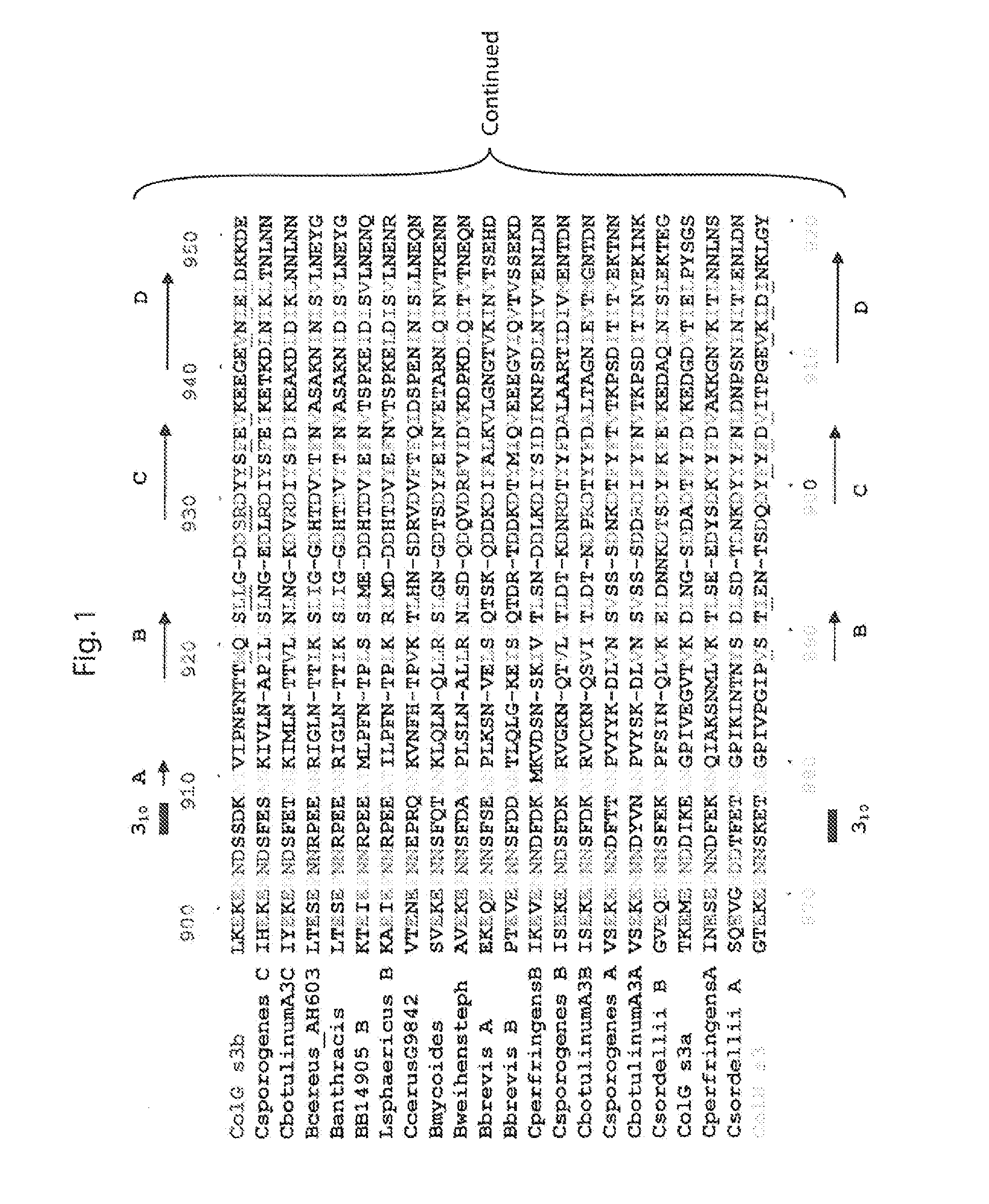 Delivery of therapeutic agents by a collagen binding protein