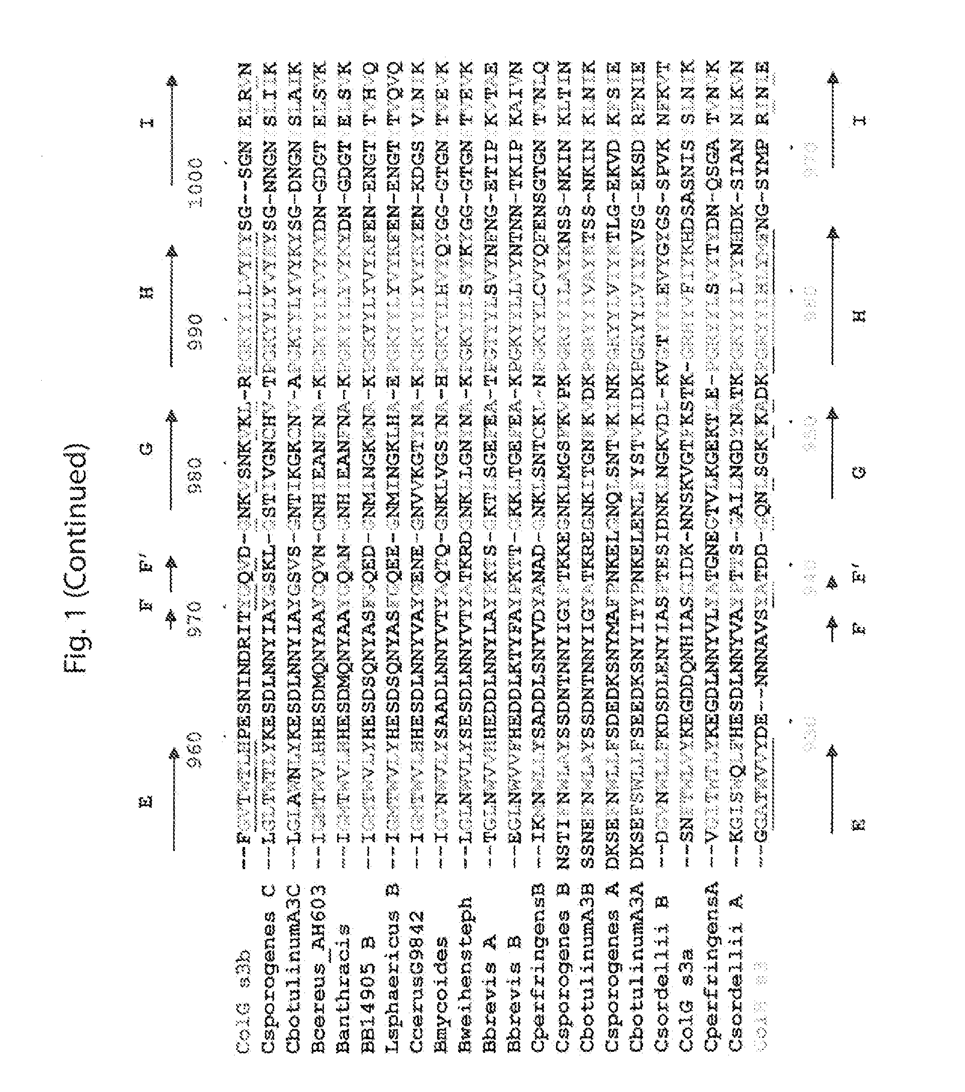 Delivery of therapeutic agents by a collagen binding protein