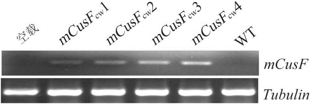 Protein with cadmium combination performance, and encoding gene and applications thereof