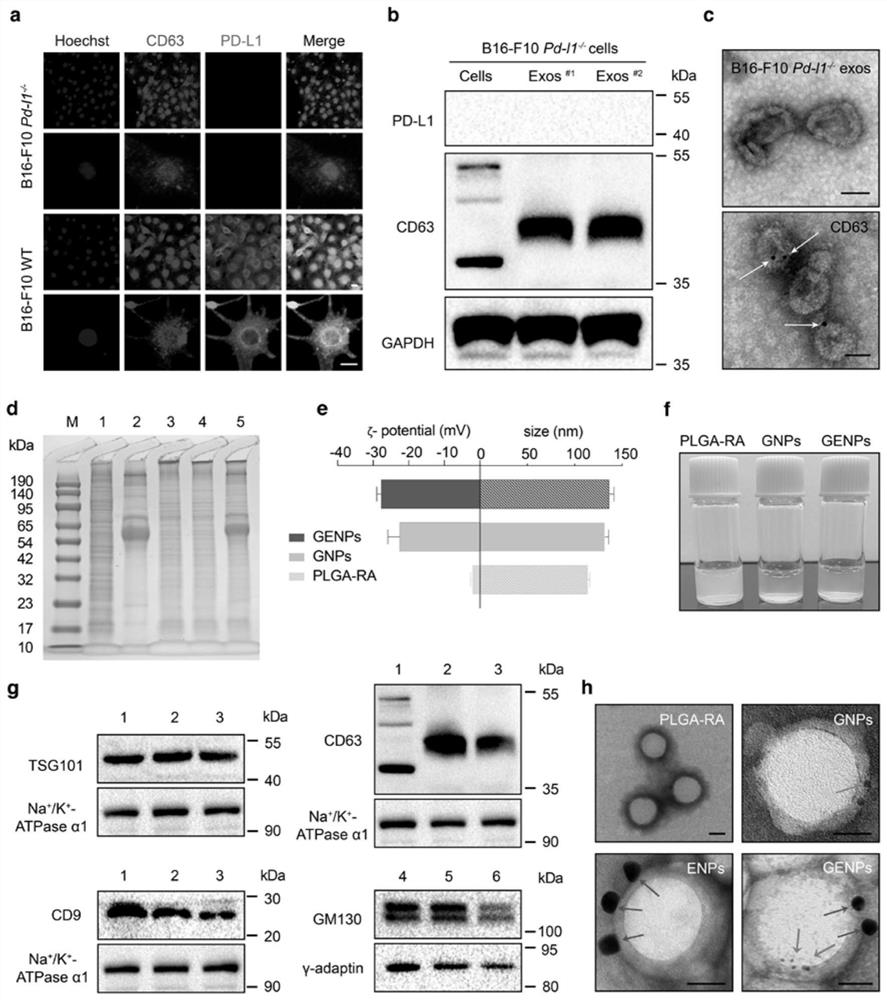 Golgi apparatus and genetic engineering exosome hybrid membrane coated retinoic acid in-situ spray hydrogel vaccine, and preparation method and application thereof