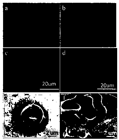 Method for controlling non-invasive brain entry of magnetic nano particles on basis of cell drug loading technology