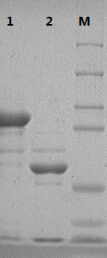 Type 33 recombinant human papillomavirus virus-like particle and preparation method thereof