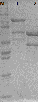 Type 33 recombinant human papillomavirus virus-like particle and preparation method thereof