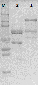 Type 33 recombinant human papillomavirus virus-like particle and preparation method thereof