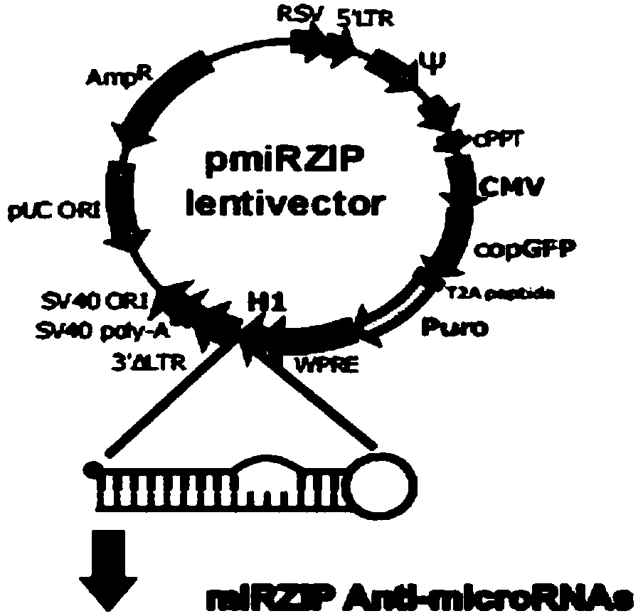 Method for rapidly preparing siRNA interference BLM helicase stable cell line