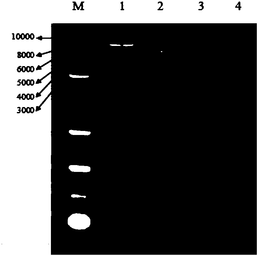 Method for rapidly preparing siRNA interference BLM helicase stable cell line