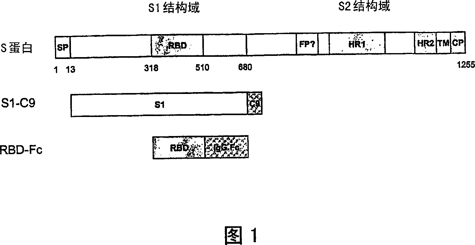 Sars vaccines and methods to produce highly potent antibodies