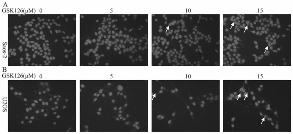 Application of GSK126 to preparation of anti-osteosarcoma medicine