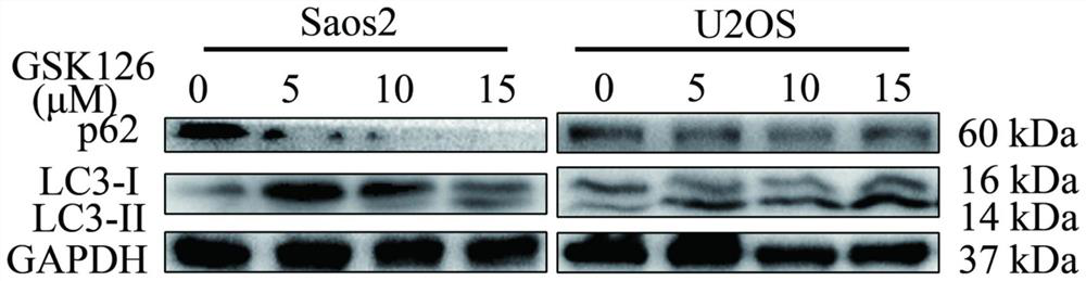 Application of GSK126 to preparation of anti-osteosarcoma medicine