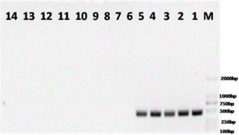 Primer pair, kit and method for identifying storage flour beetles