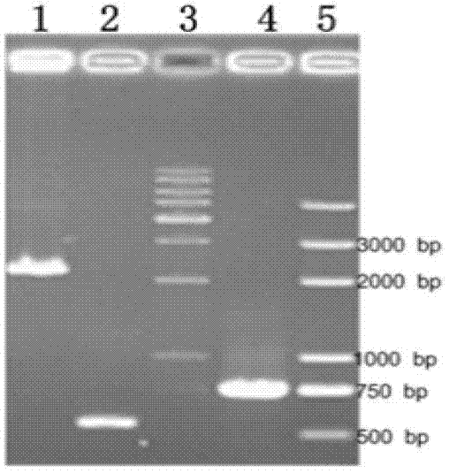 Saccharomyces boulardii surface display system and construction method thereof