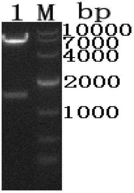 Saccharomyces boulardii surface display system and construction method thereof