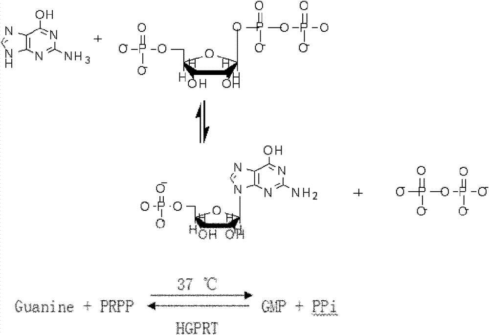 PCR (Polymerase Chain Reaction) product qualitative and semiquantitative detecting kit