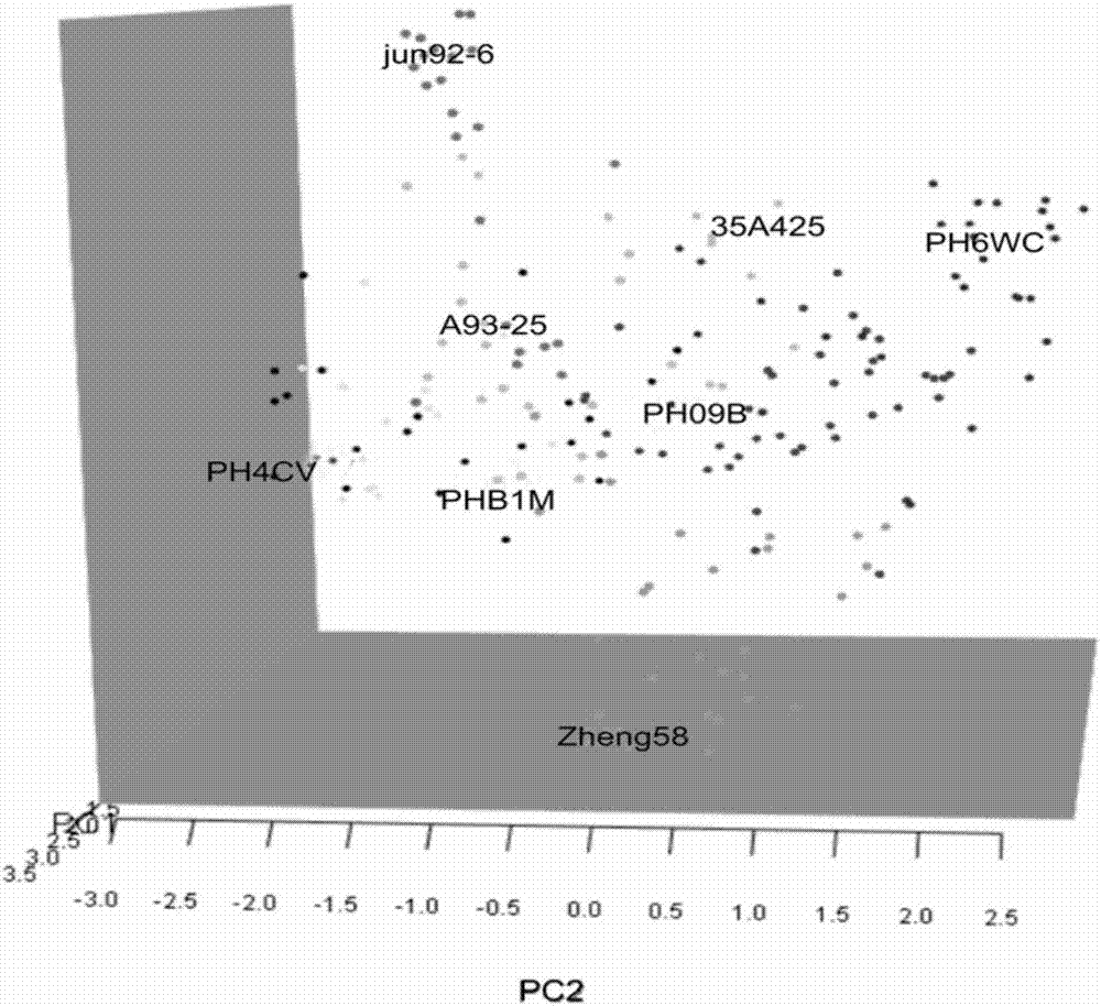 SNP molecular marker combination for maize genotyping and application thereof