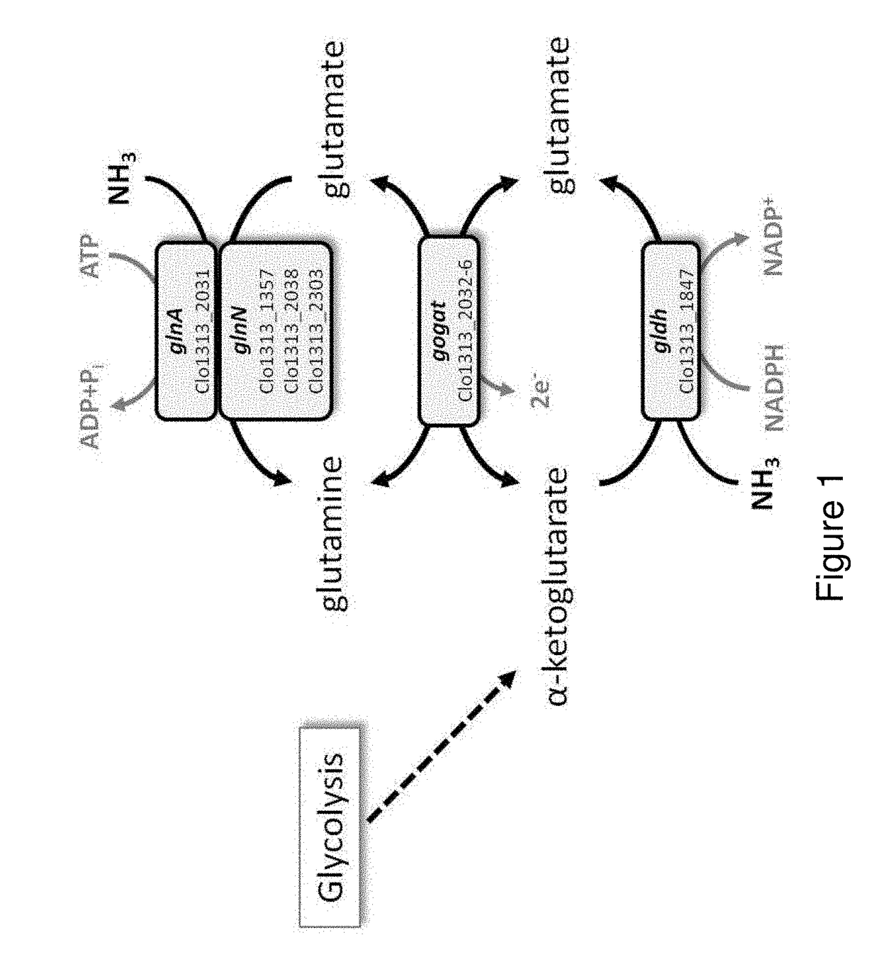 Gene modification in clostridium for increased alcohol production