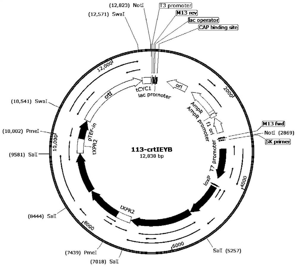 Yarrowia lipolytica with high yield of beta-carotene and application thereof