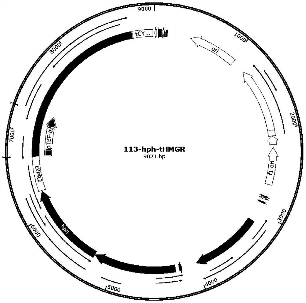 Yarrowia lipolytica with high yield of beta-carotene and application thereof