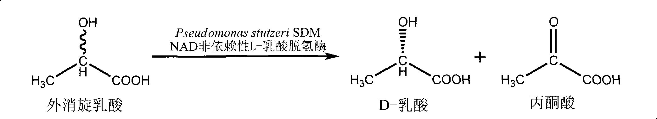 Method for producing D-lactic acid by enzyme resolution of D,L-lactic Acid