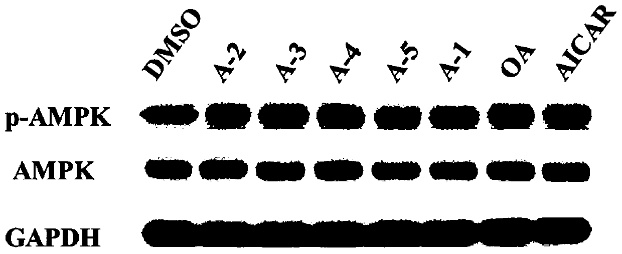 Oleanolic acid derivative and medical application thereof