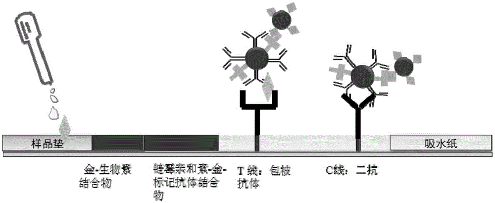 A colloidal gold immunochromatographic test strip for detecting influenza A antigen and method for detecting influenza A antigen