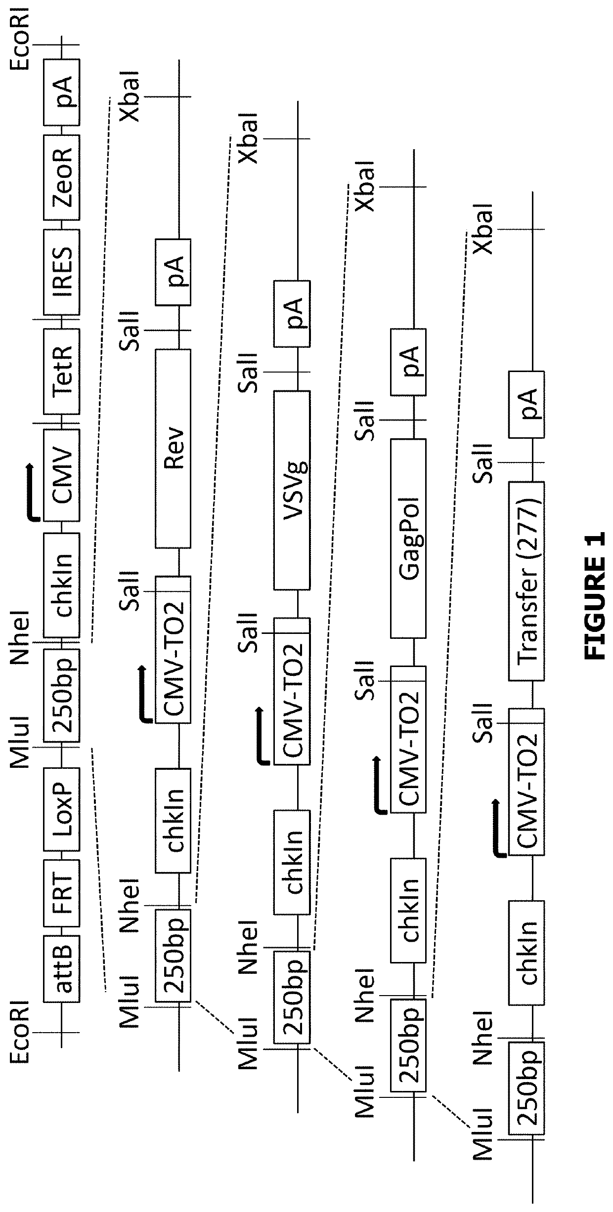 Stable cell lines for retroviral production