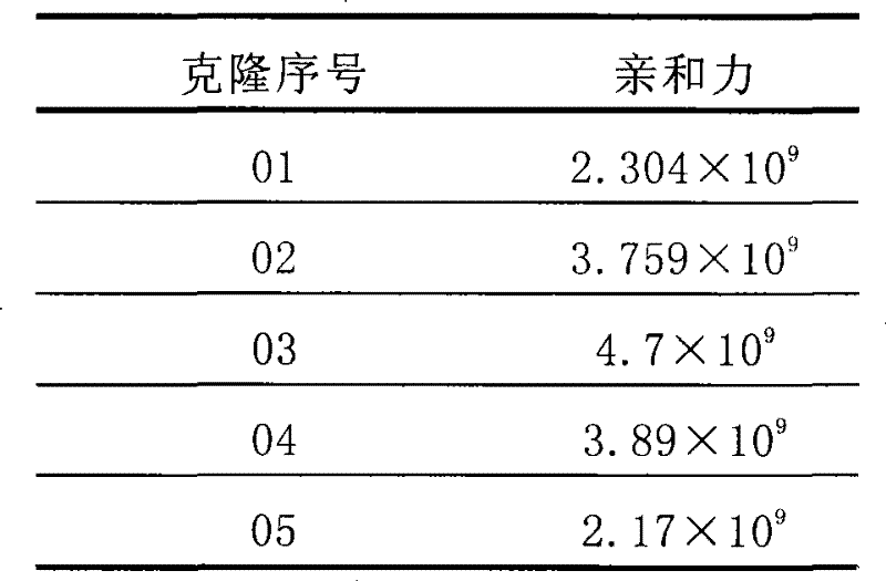 Mouse monoclonal antibody cell strain for resisting amoxicillin and ampicillin