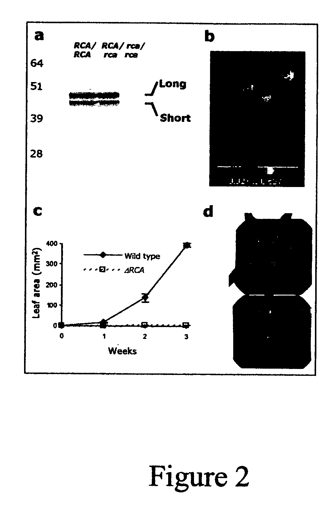 Rubisco activase with increased thermostability and methods of use thereof