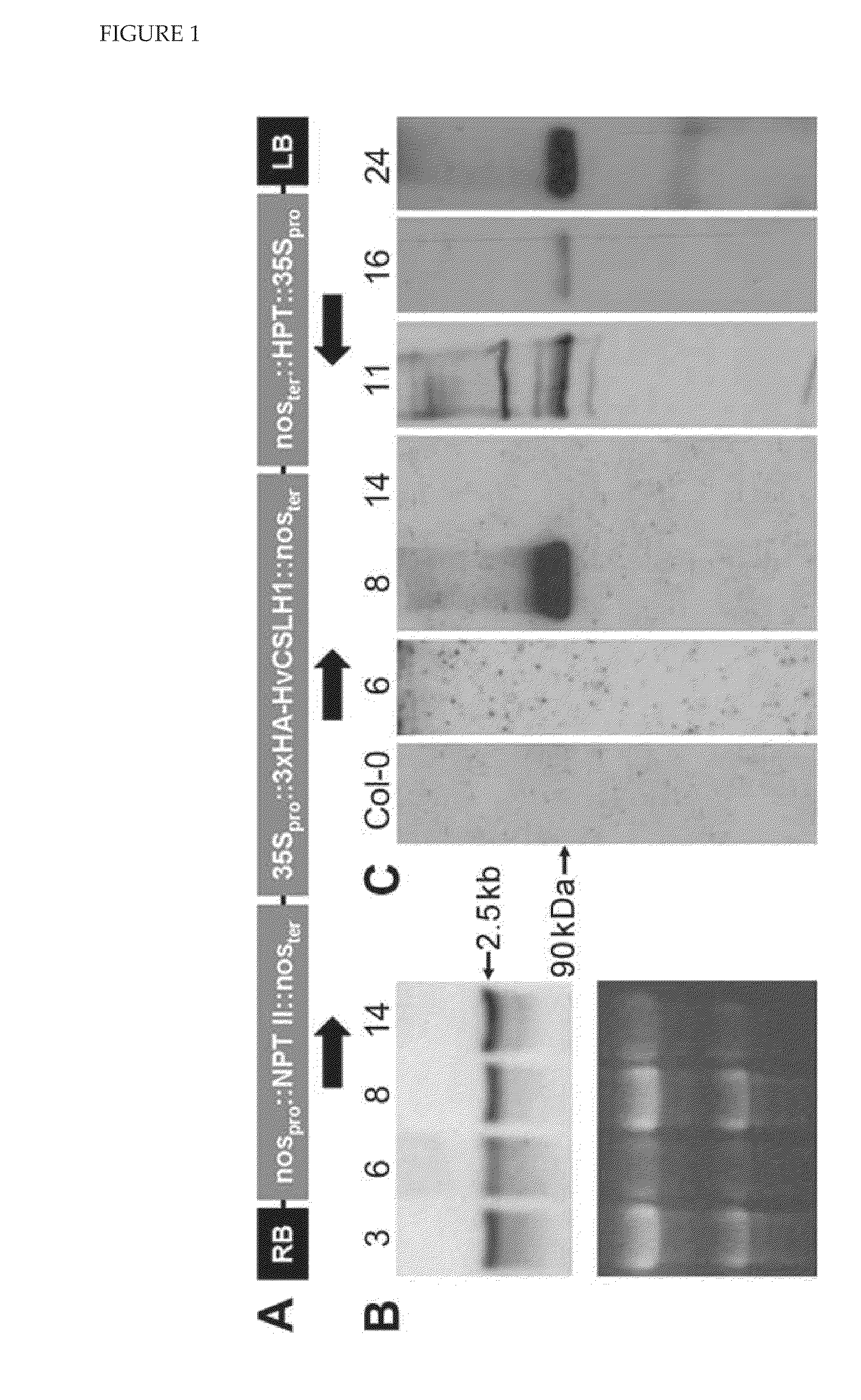 Polysaccharide synthases (H)