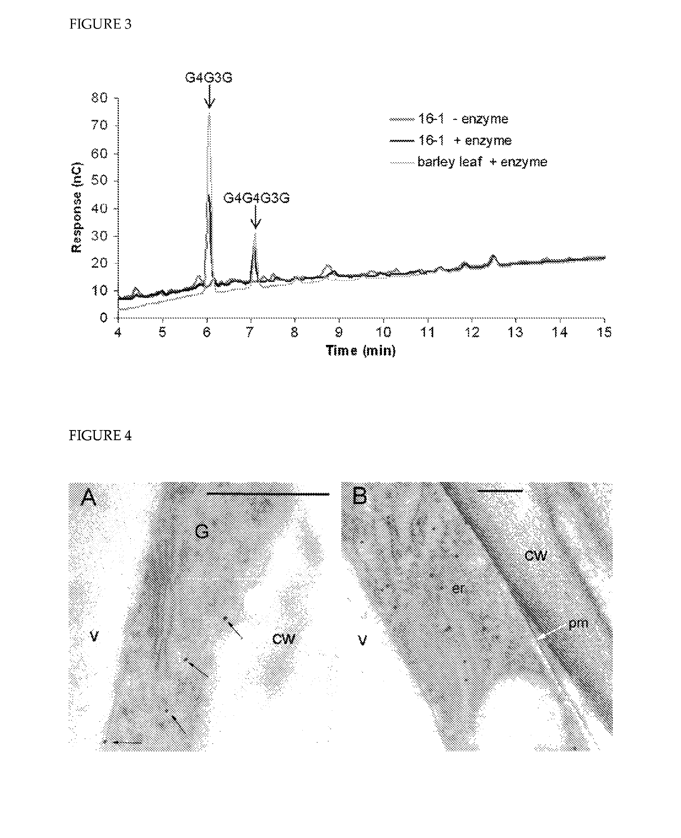 Polysaccharide synthases (H)