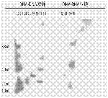 Nucleic acid marker for gel electrophoresis as well as preparation method and application thereof