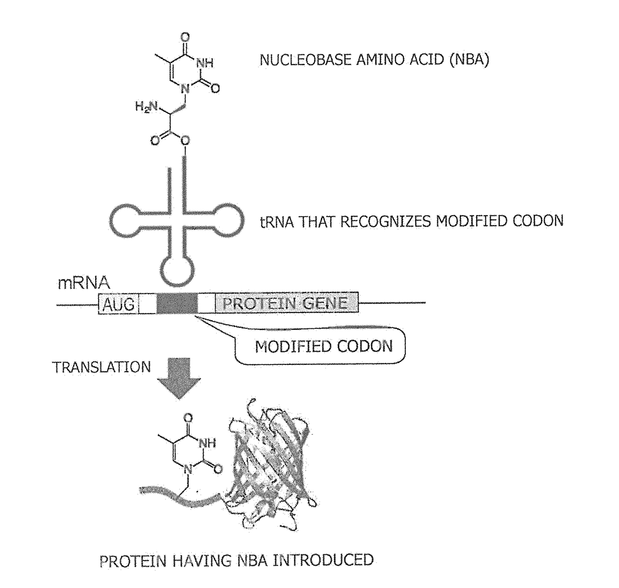 Amino acid-modified nucleic acid and utilization thereof