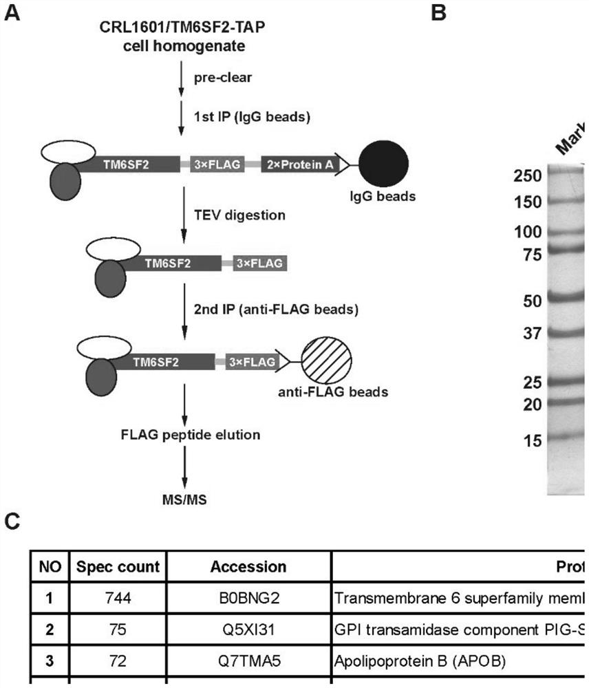 Applications of transmembrane protein, endoplasmic reticulum liporaft proteins or antagonists or inhibitors of coding genes thereof