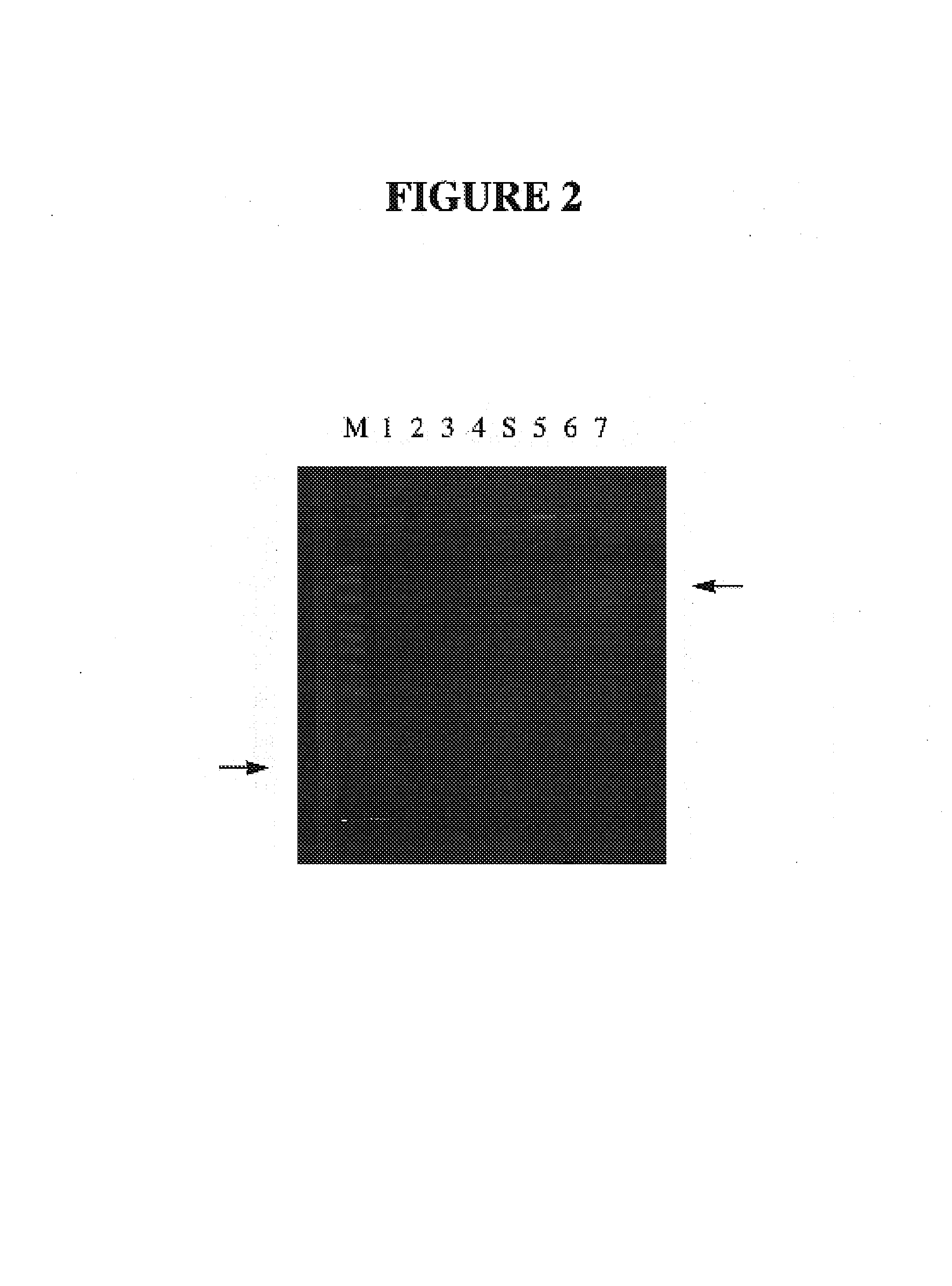 Microbial production of nuclease resistant DNA, RNA, and oligo mixtures