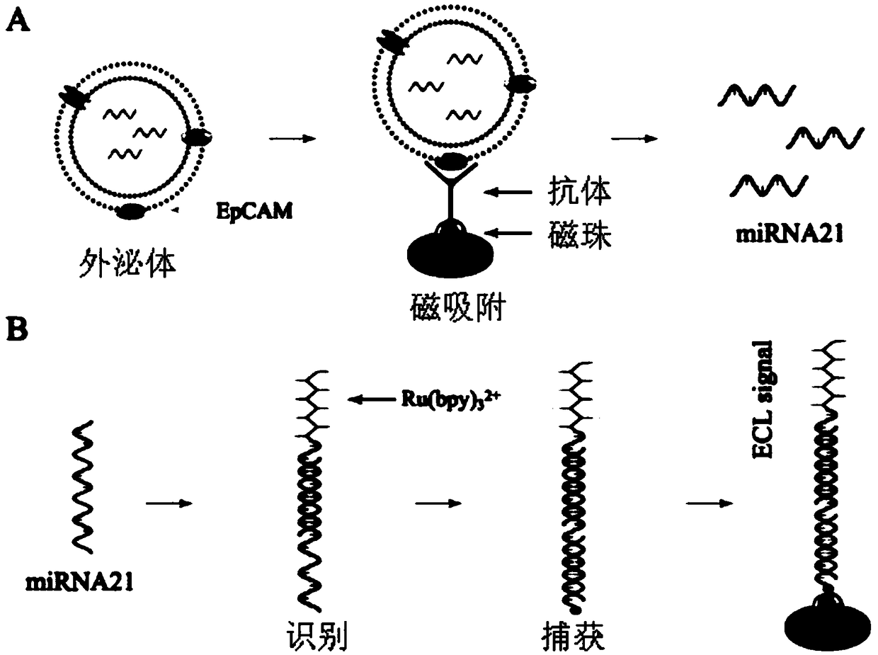 Exosome nucleic acid detection technology based on magnetism-enriched electrochemical luminescence