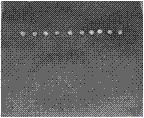 Method for rapidly identifying and screening salt-tolerant materials in sorghum germination period