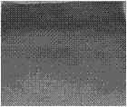 Method for rapidly identifying and screening salt-tolerant materials in sorghum germination period