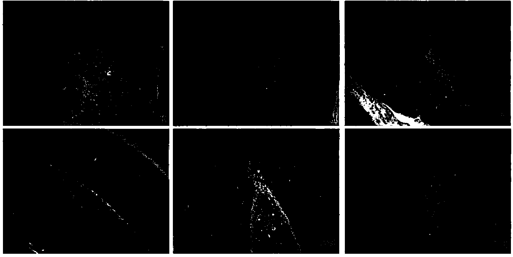 Application of pachysamine/pachysandrine G