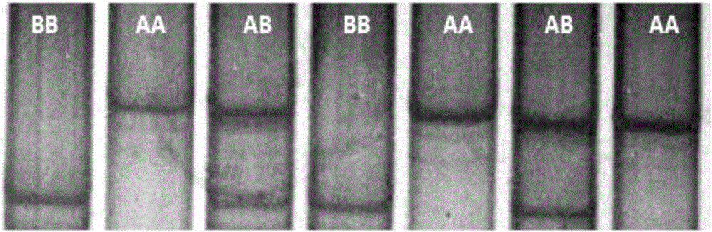 Method for detecting insertion-deletions polymorphism of sheep FTH-1 (ferritin heavy polypeptide1) genes by utilizing PCR-SSCP (polymerase chain reaction-single strand conformation polymorphism) and application thereof