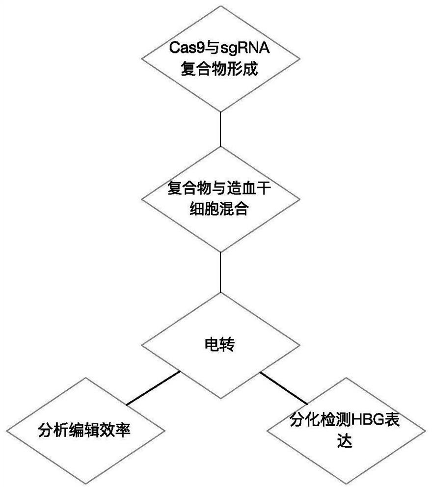 Application of CRISPR (clustered regularly interspaced short palindromic repeats) gene editing technology in treatment of thalassemia