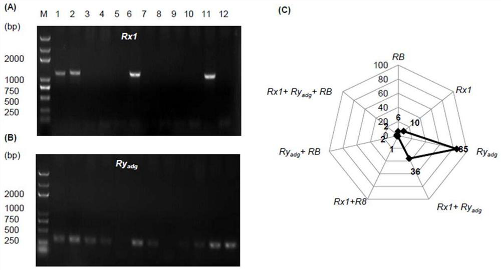 Simple and efficient potato multi-R gene polymerization assisted breeding method