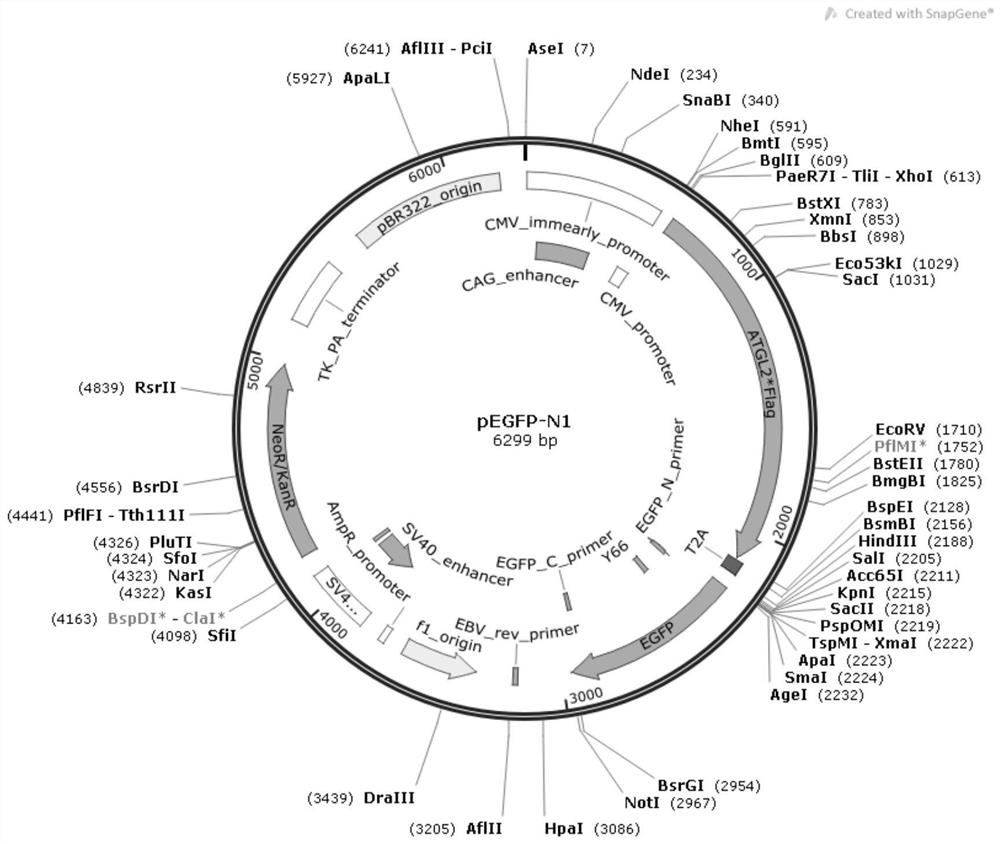 A method for identifying protein phosphorylation sites