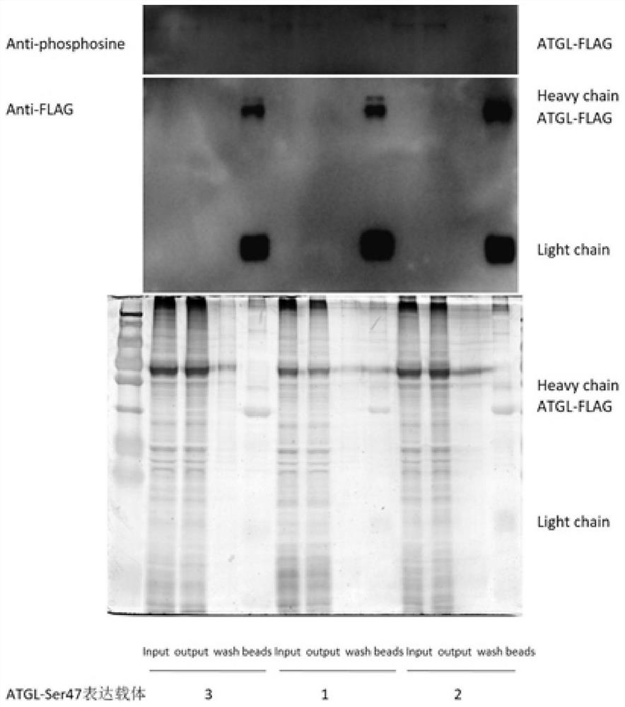 A method for identifying protein phosphorylation sites