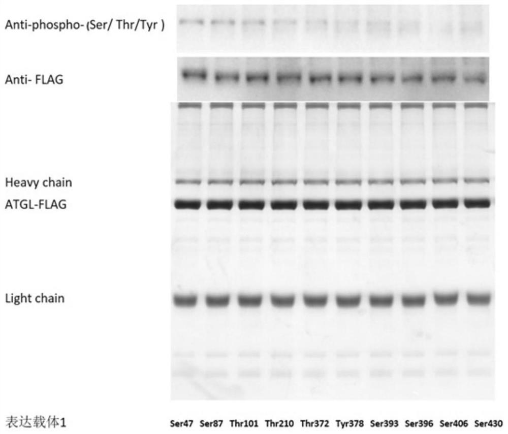 A method for identifying protein phosphorylation sites