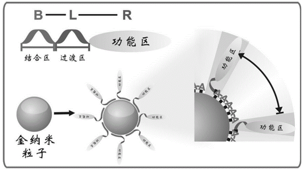 A kind of nano-gold composite and its preparation and application