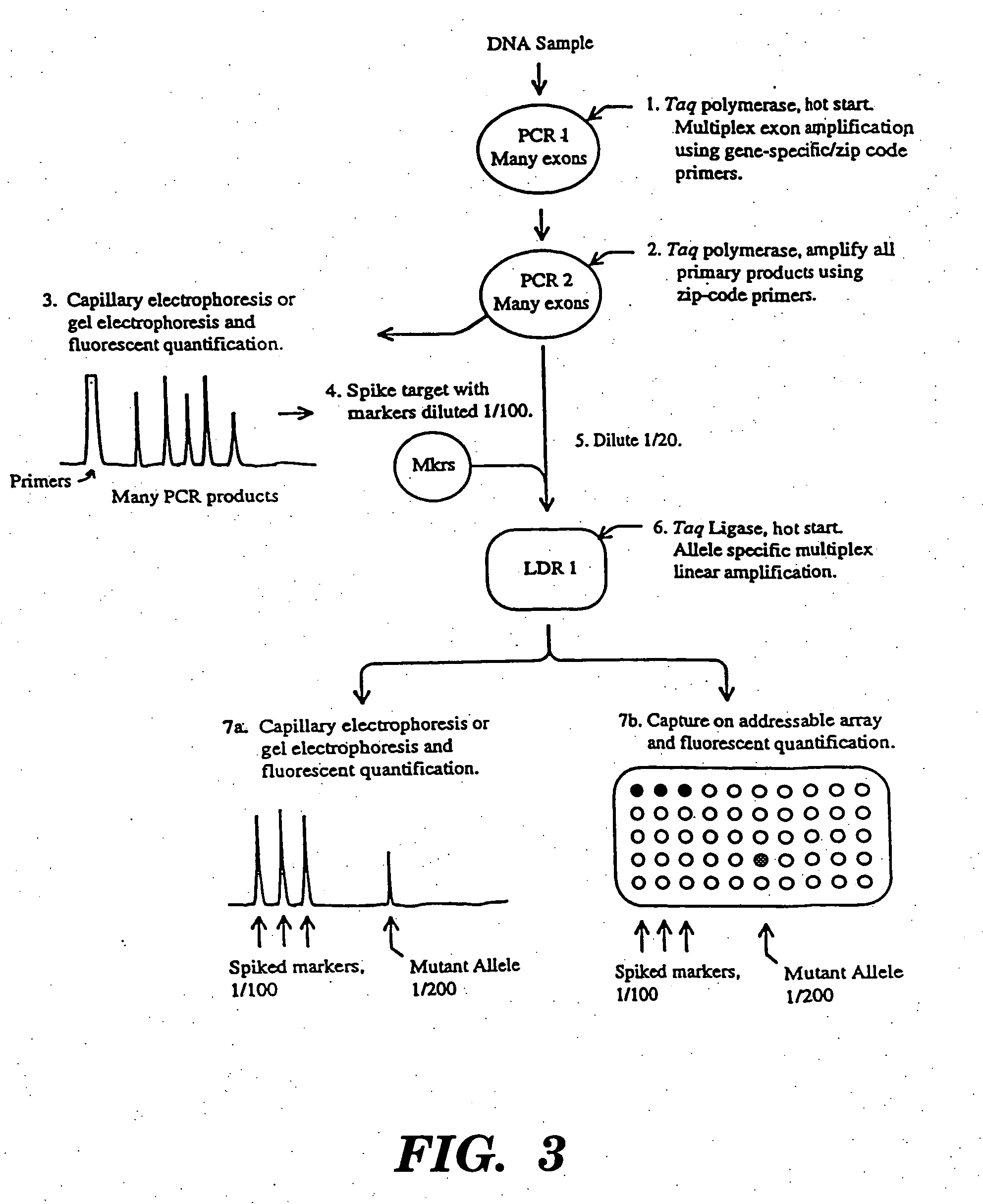 Detection of nucleic acid sequence differences using coupled ligase detection and polymerase chain reactions