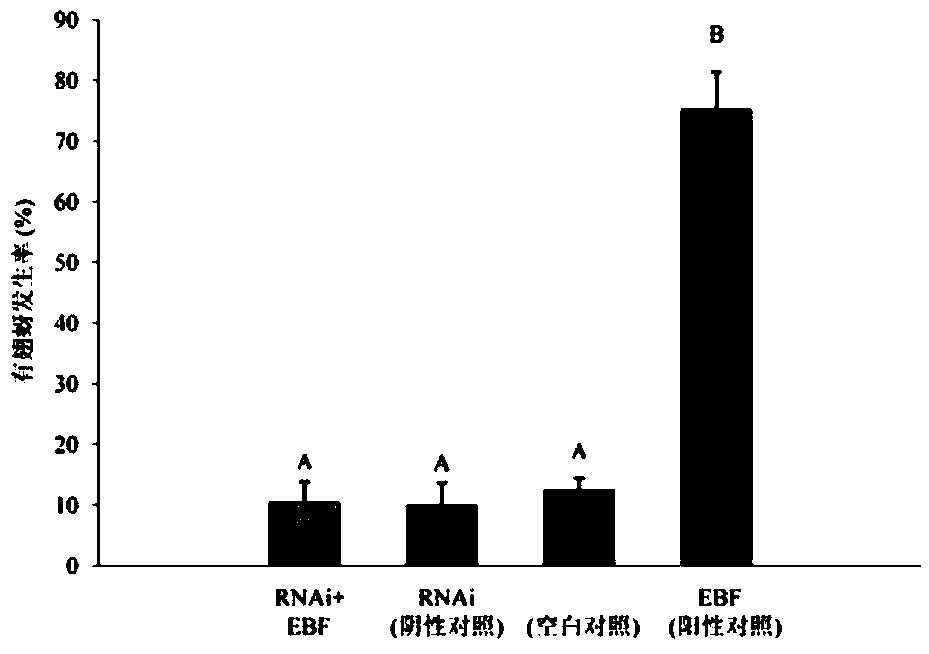 siRNA designed based on the conserved olfactory receptor Orco gene of sitobion avenae and its application