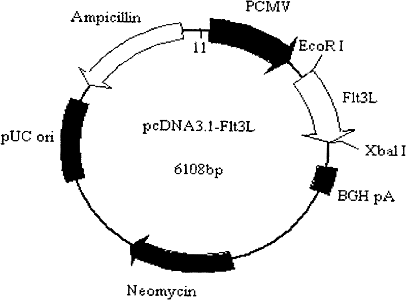 Nucleic acid vaccine adjuvant and construction method thereof