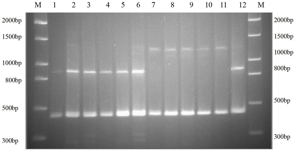 Method for identifying mating types of Lepista sordida protoplast monokaryons and special primer pair SR-1*10 therefor