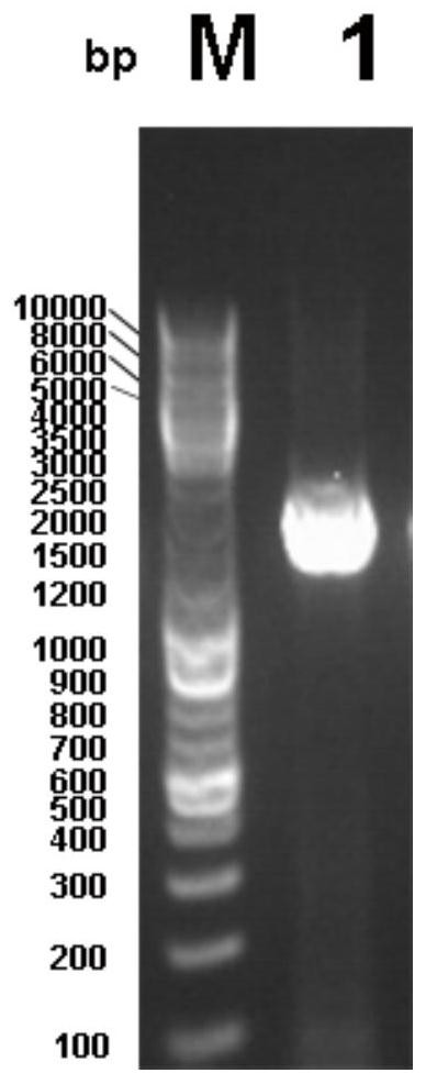 Lysinibacillus sp. With high caproic acid yield and application thereof