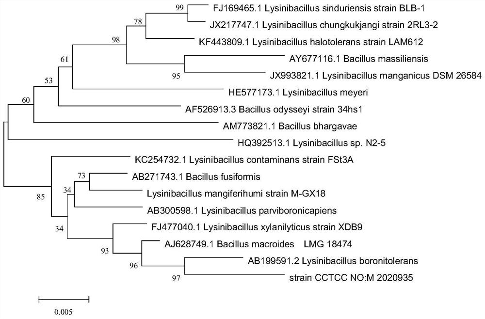 Lysinibacillus sp. With high caproic acid yield and application thereof